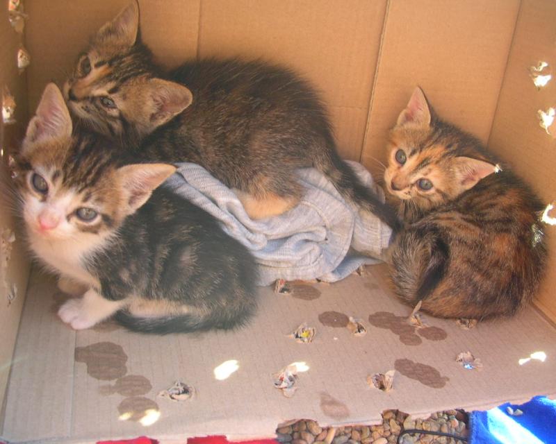 Bassanonet.it Estate, tempo di abbandoni