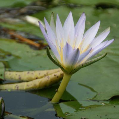 Bassanonet.it Vivere i Giardini