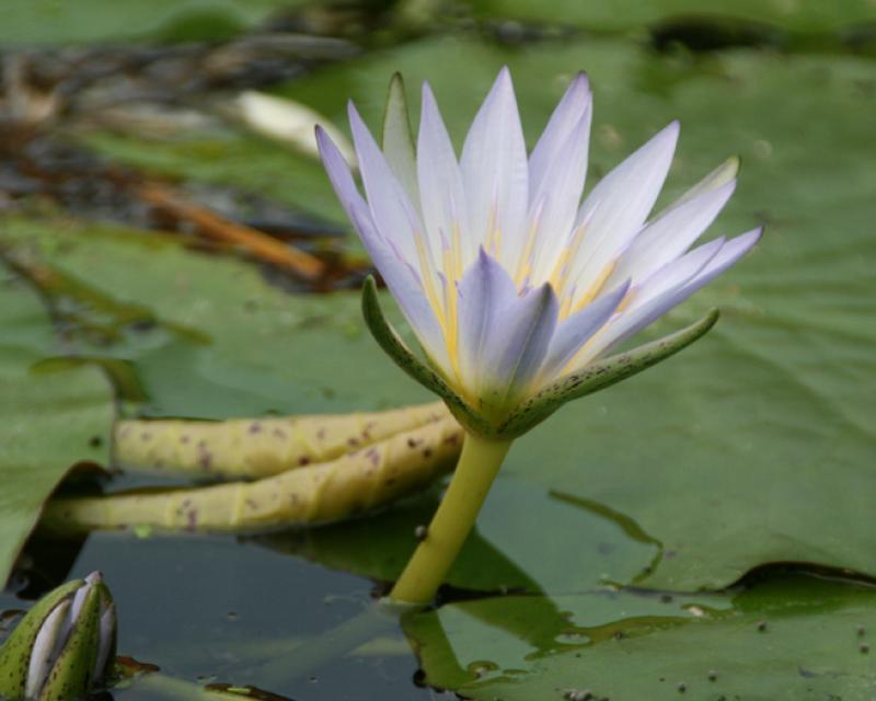 Bassanonet.it Vivere i Giardini