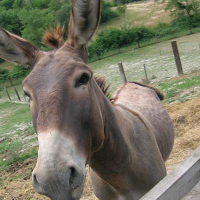 Bassanonet.it Asini e scienziati