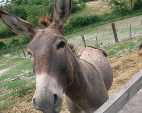 Bassanonet.it Asini e scienziati