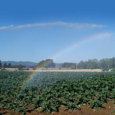 Bassanonet.it Quando la campagna ha sete