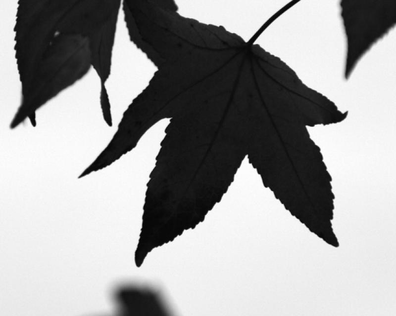 Bassanonet.it Le Aure di Proust