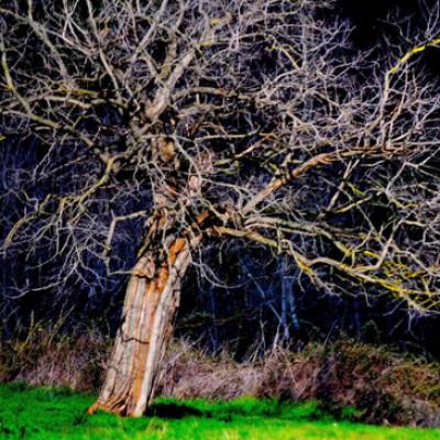 Bassanonet.it A Sonia Rossi il primo premio di “Arbor Poetica”