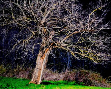 Bassanonet.it A Sonia Rossi il primo premio di “Arbor Poetica”