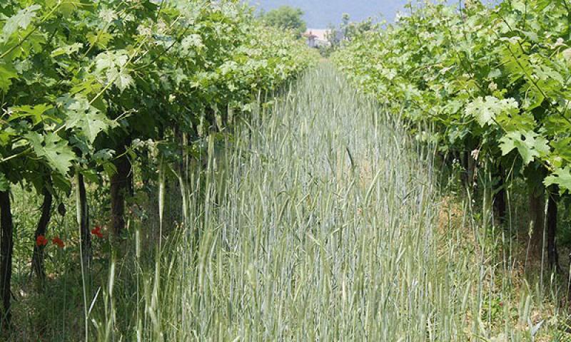 Bassanonet.it - Vingeto inerbito
