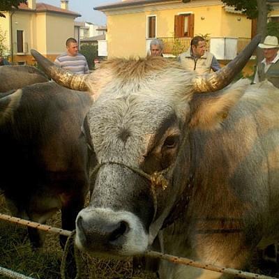 Bassanonet.it T'amo, o pio bove