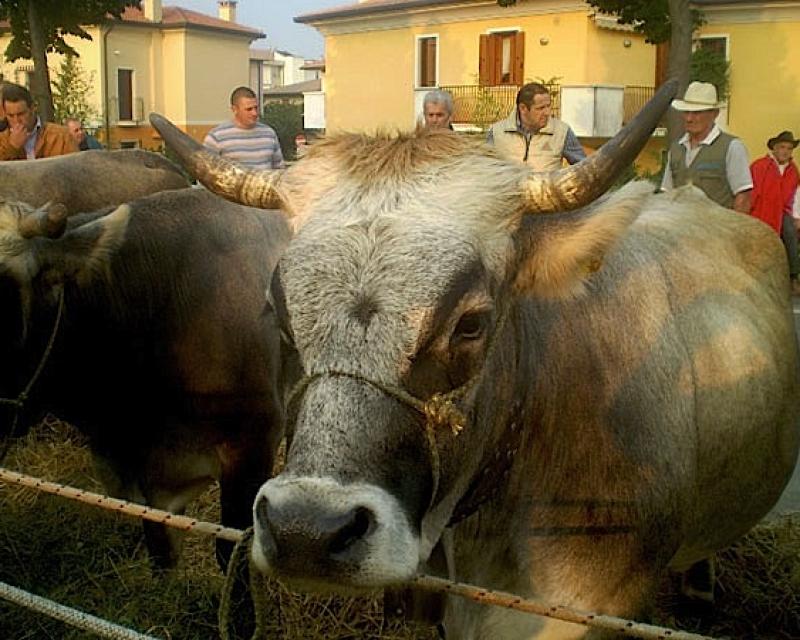 Bassanonet.it T'amo, o pio bove