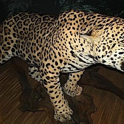 Bassanonet.it “Biodiversamente”: la LAV critica il WWF