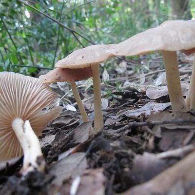 Bassanonet.it Attenti ai funghi