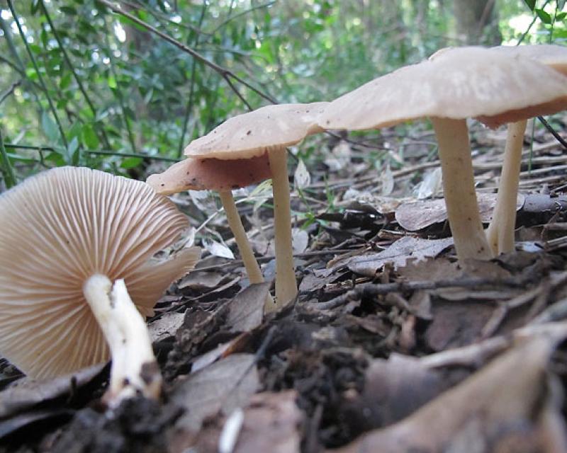 Bassanonet.it Attenti ai funghi