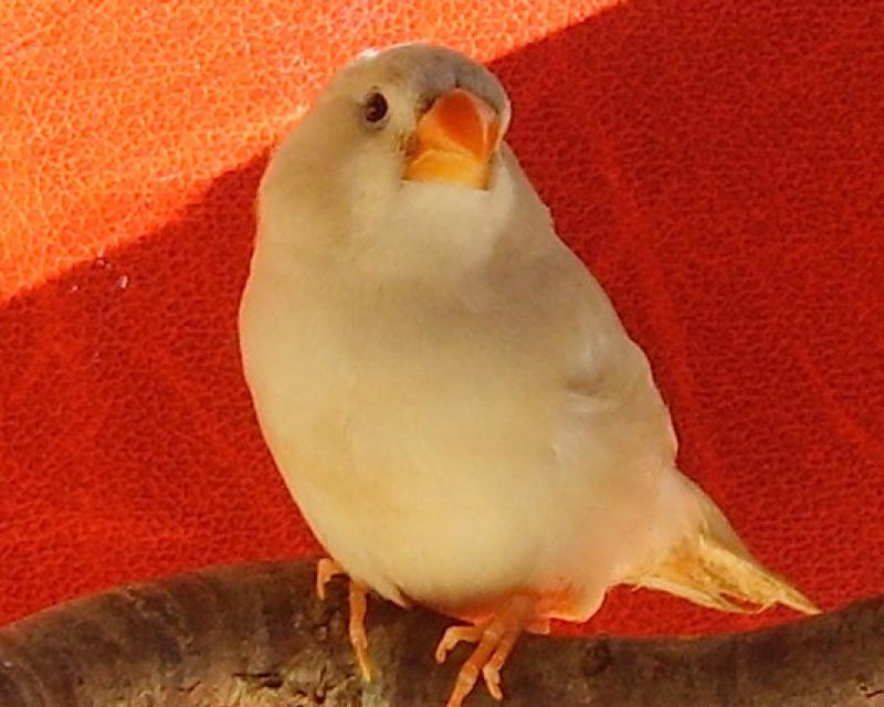 Bassanonet.it Bassano Expo prende il volo