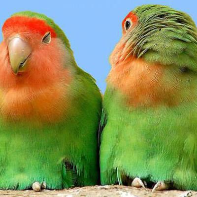 Bassanonet.it “Natura in Volo”, inaugurazione con le scuole