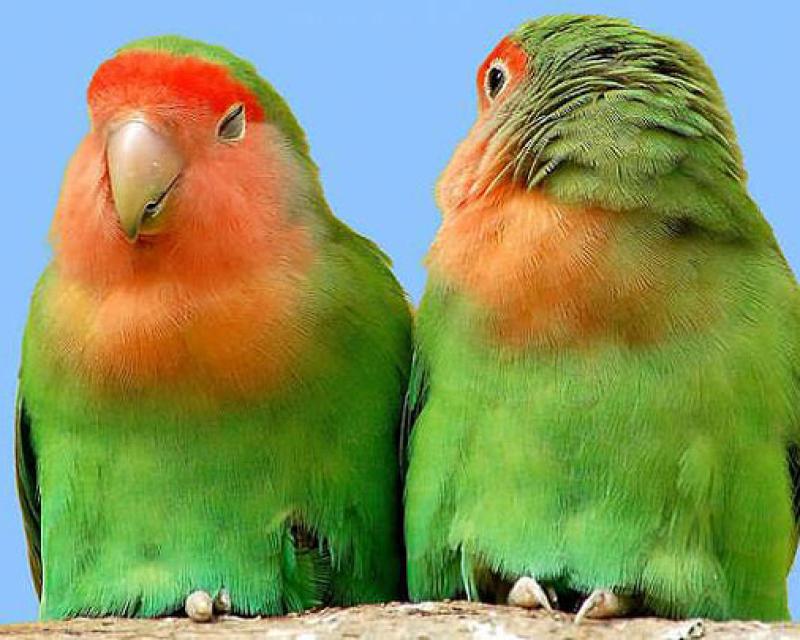 Bassanonet.it “Natura in Volo”, inaugurazione con le scuole