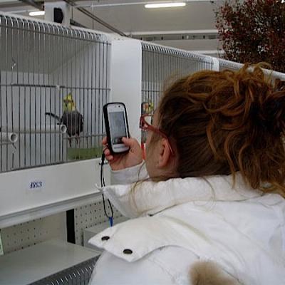 Bassanonet.it Fringuelli e fanciulli