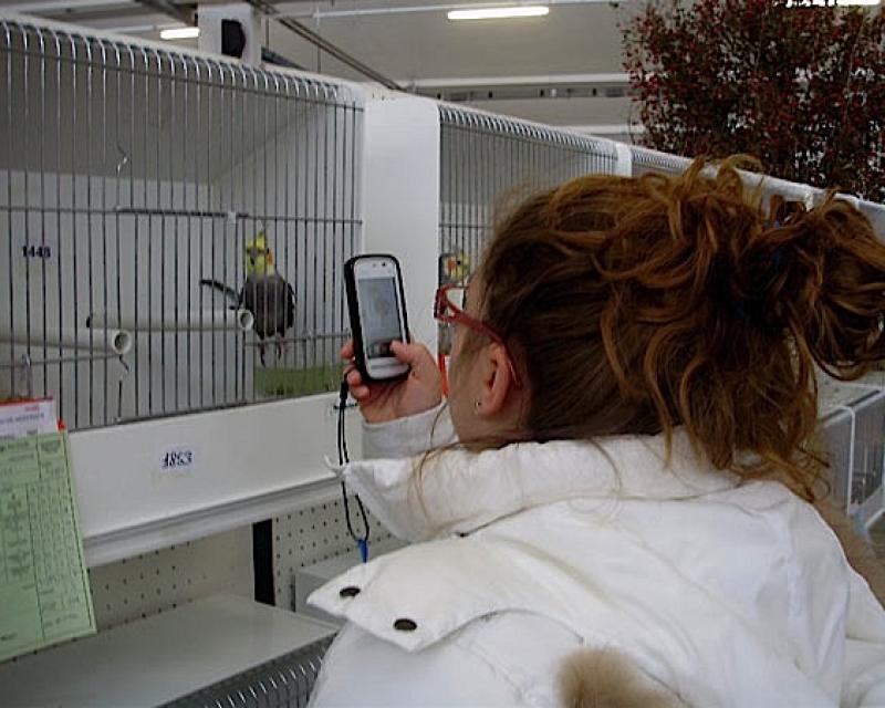 Bassanonet.it Fringuelli e fanciulli