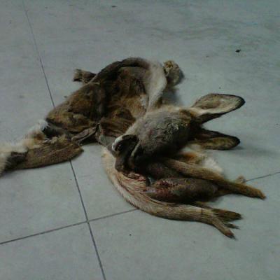 Bassanonet.it I resti di un capriolo nei bidoni della carta