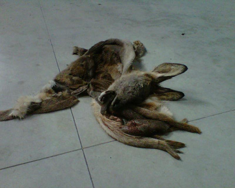 Bassanonet.it I resti di un capriolo nei bidoni della carta