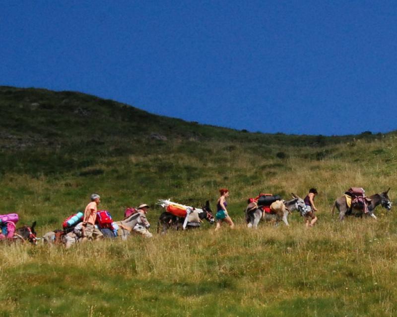 Bassanonet.it Dove pensano gli asini