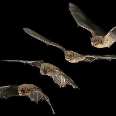 Bassanonet.it L'Anno del Pipistrello