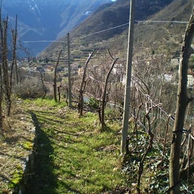 Bassanonet.it Semaforo verde per le
