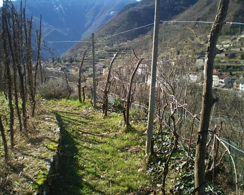 Bassanonet.it Semaforo verde per le