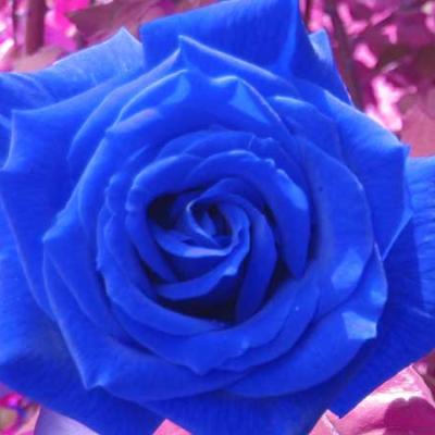 Bassanonet.it E' tempo di rose blu