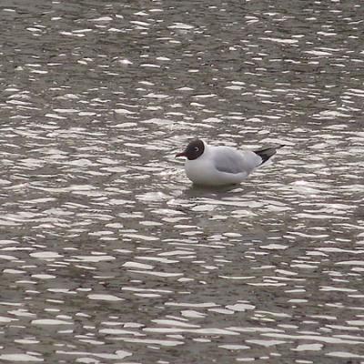 Bassanonet.it Uccellacci e uccellini