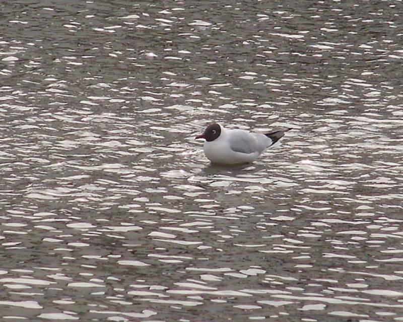 Bassanonet.it Uccellacci e uccellini