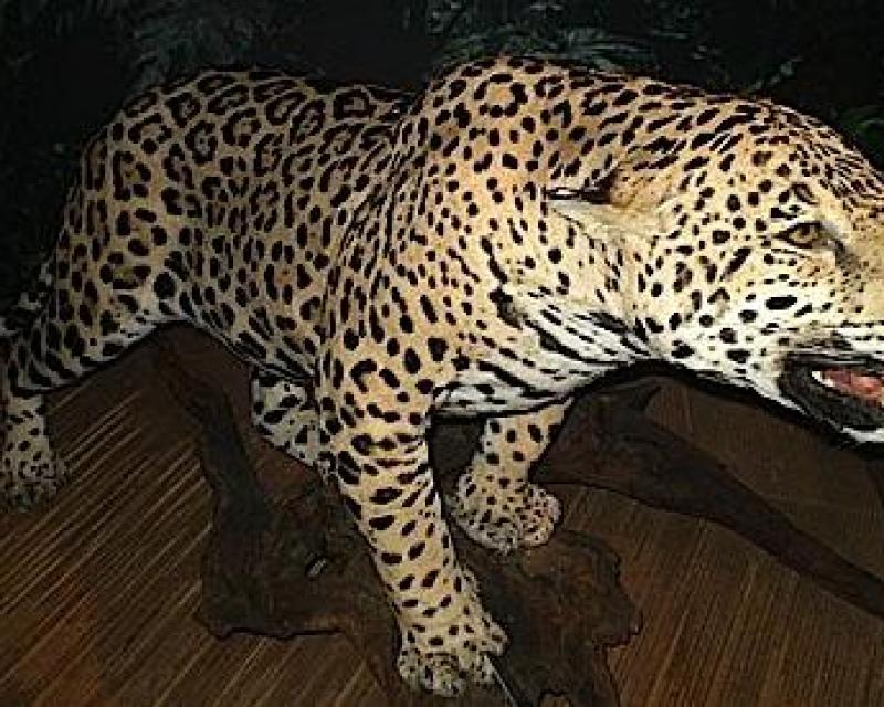 Bassanonet.it Animal House