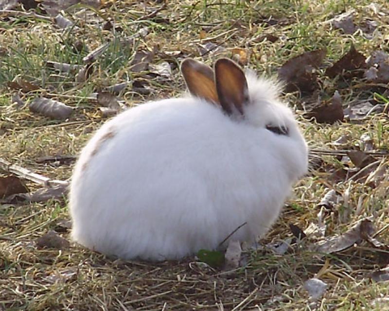 Bassanonet.it Pasqua con i tuoi