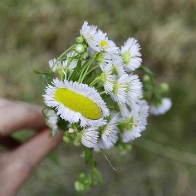 Bassanonet.it Margherita deforme in un giardino a Cassola