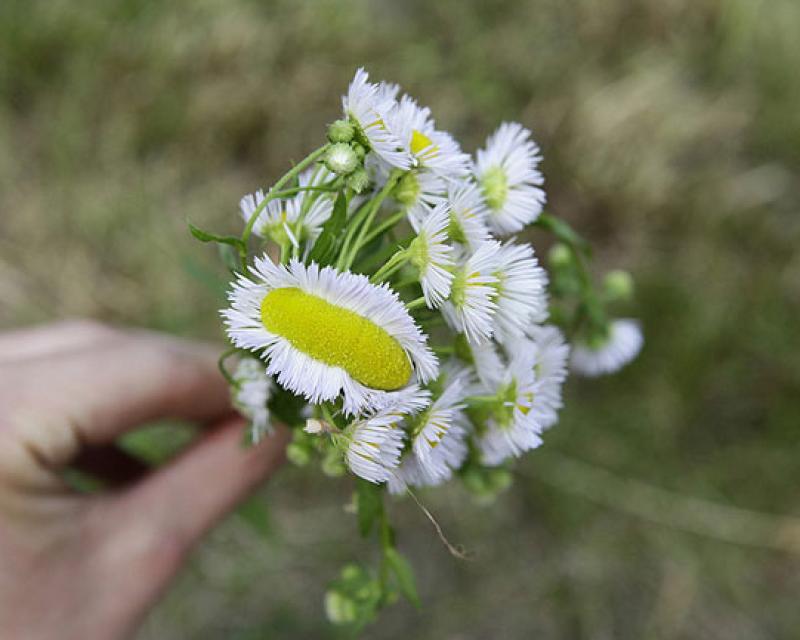 Bassanonet.it Margherita deforme in un giardino a Cassola