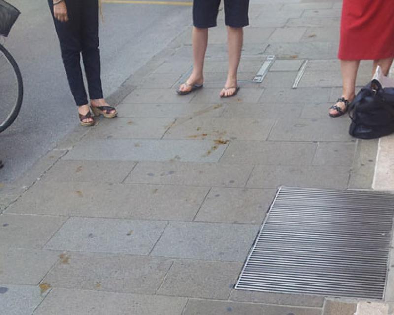 Bassanonet.it Cani e porci