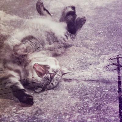 Bassanonet.it Lomografia, il futuro è il passato