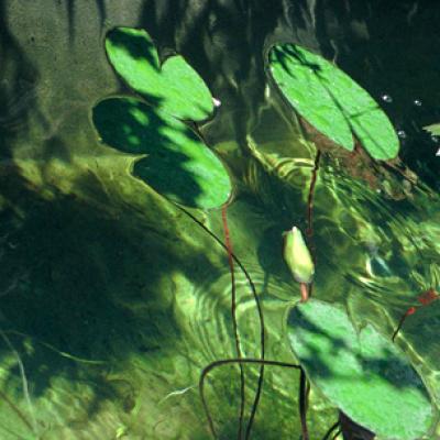 Bassanonet.it Gemma d’acqua e d’arte