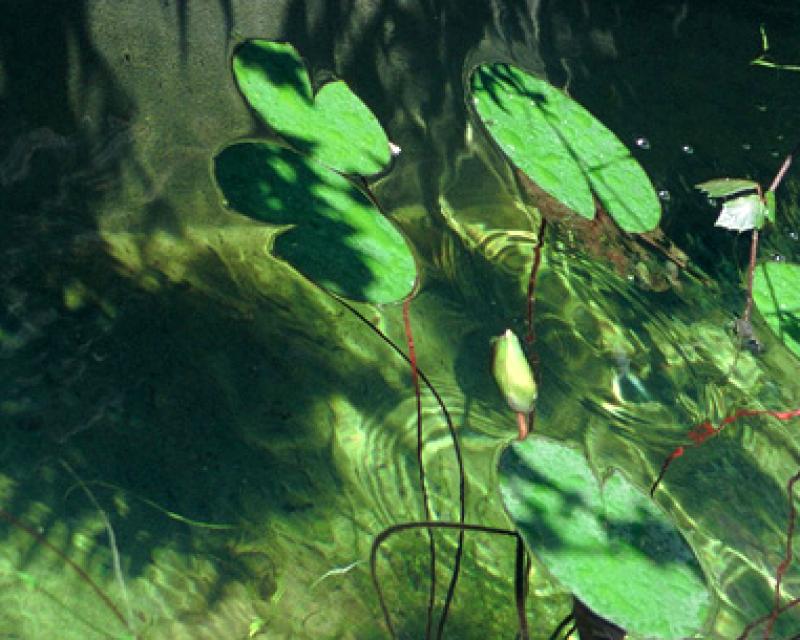 Bassanonet.it Gemma d’acqua e d’arte