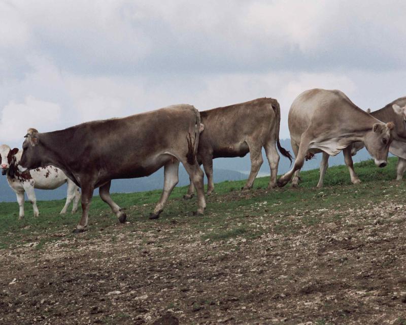 Bassanonet.it Vacche e Maiali, l’unione fa la forza