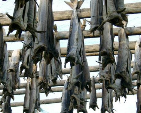 Bassanonet.it Lo stoccafisso...che unì l'Europa