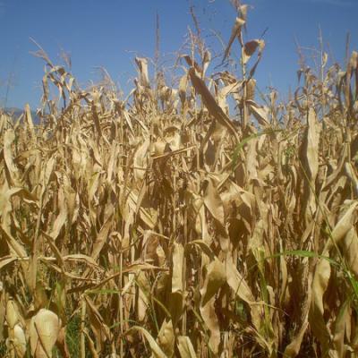 Bassanonet.it Agricoltura, “serve una Banca dell'acqua”