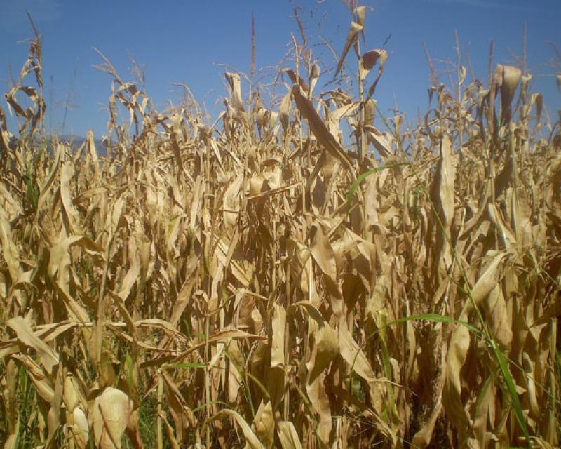 Bassanonet.it Agricoltura, “serve una Banca dell'acqua”