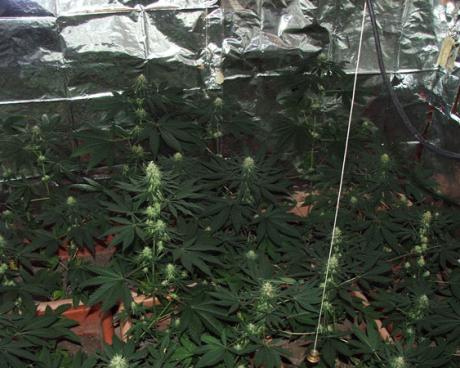 Bassanonet.it E “maria” fiorisce in Altopiano