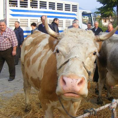 Bassanonet.it Il muggito della crisi