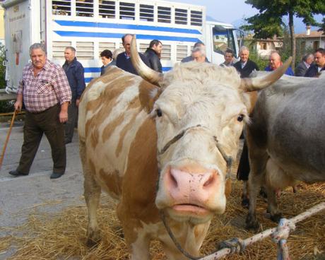 Bassanonet.it Il muggito della crisi