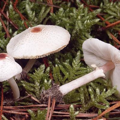 Bassanonet.it L'Ulss 3: “Attenzione ai funghi”