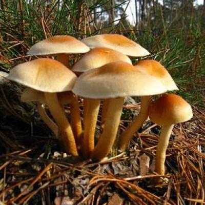 Bassanonet.it Voglia di funghi