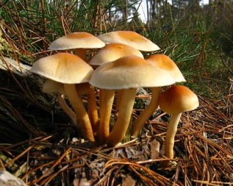 Bassanonet.it Voglia di funghi