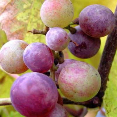 Bassanonet.it I Martini