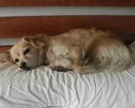 Bassanonet.it Veleno senza cuore