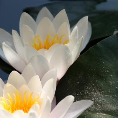 Bassanonet.it Torna l’appuntamento con le Aque Slosse